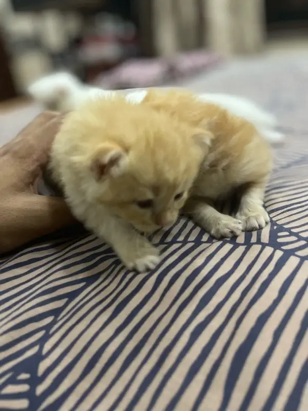 Persian Kittens — photo 3