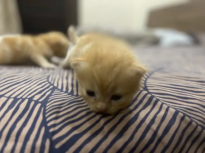 Persian Kittens — photo 4