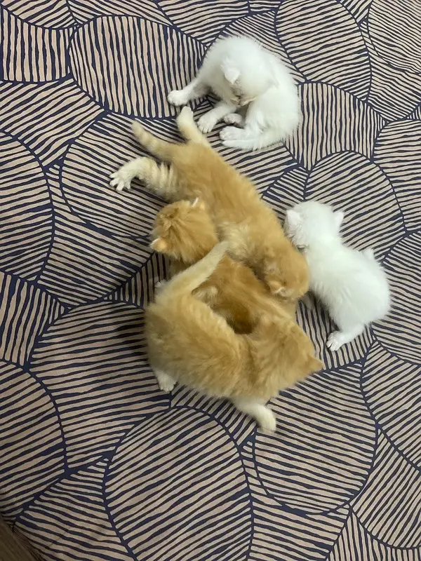 Persian Kittens — photo 5