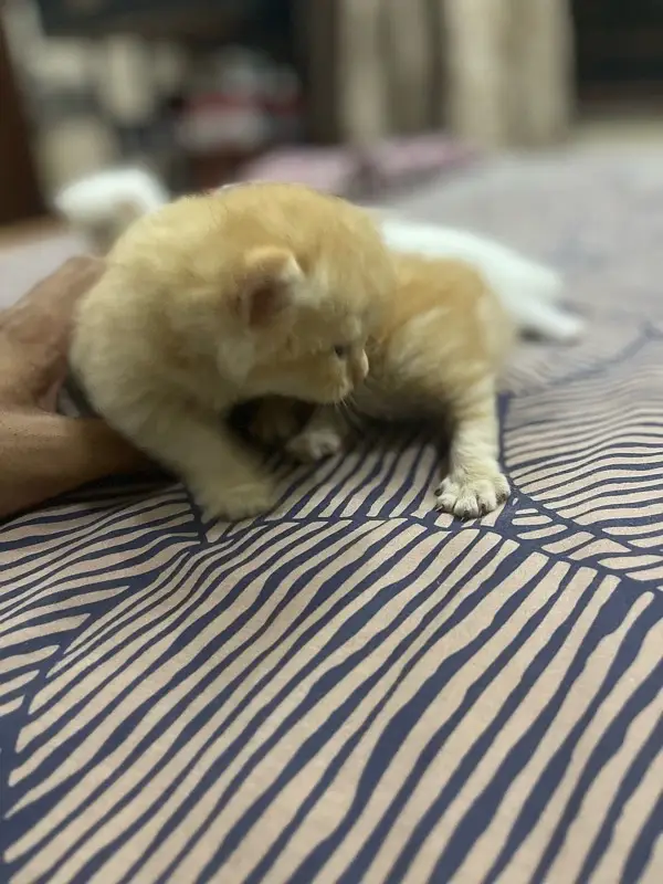 Persian Kittens — photo 6
