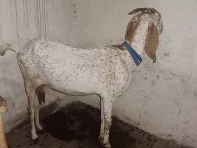 Makhi Cheeni Fresh Cross with 2.5 Month Male