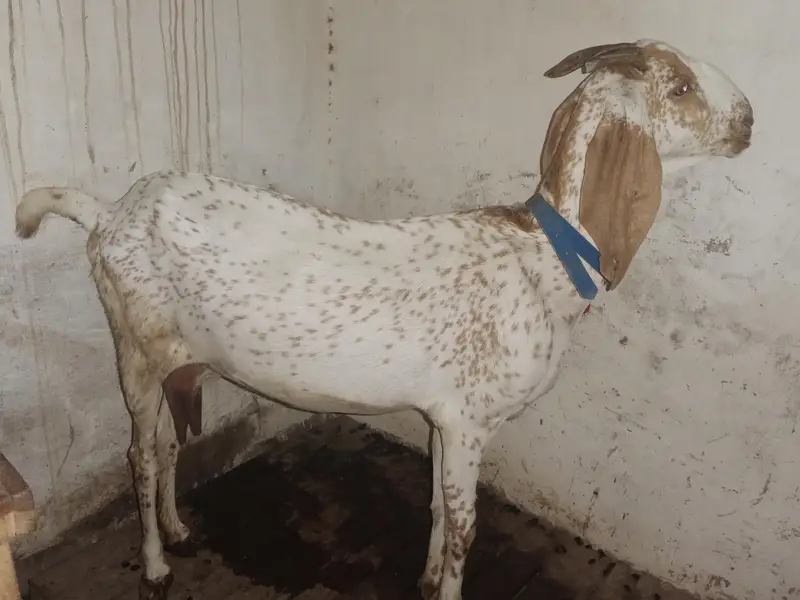 Makhi Cheeni Fresh Cross with 2.5 Month Male — photo 9