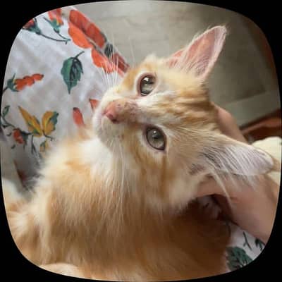 playful cat