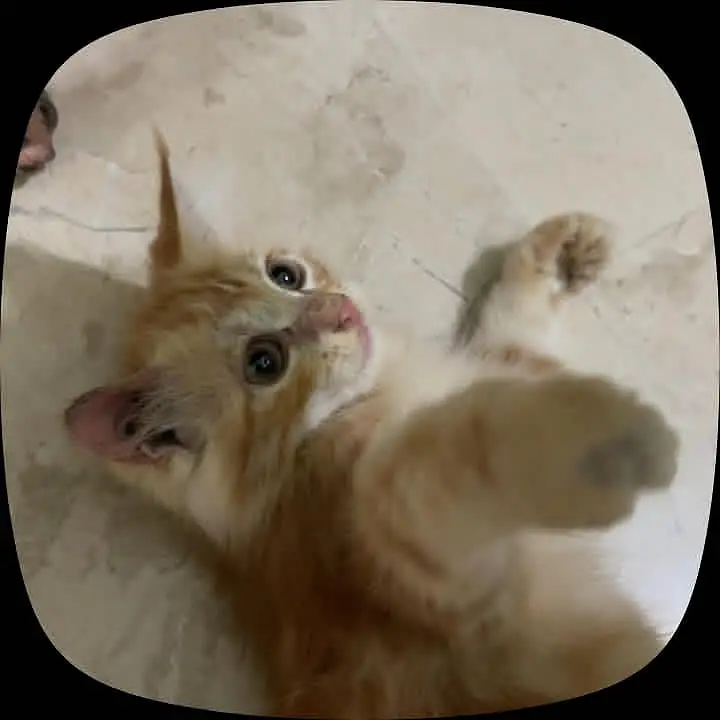 playful cat — photo 2