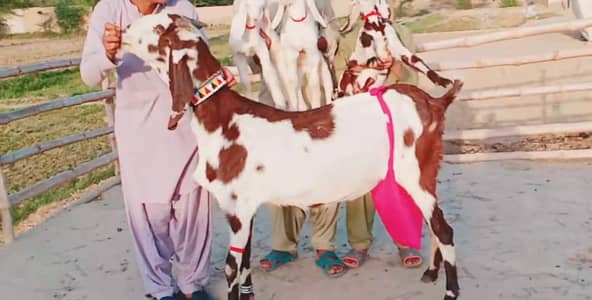 dasi Bakri 3 bacchon ke sath for sale WhatsApp number,0322,8067,847
