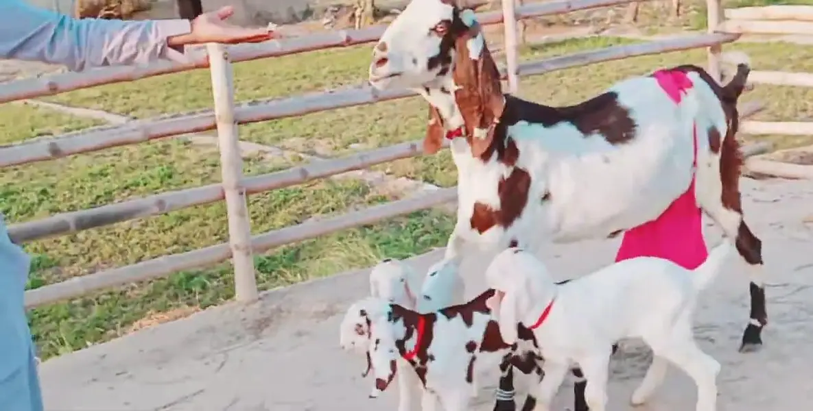 dasi Bakri 3 bacchon ke sath for sale WhatsApp number,0322,8067,847 — photo 2