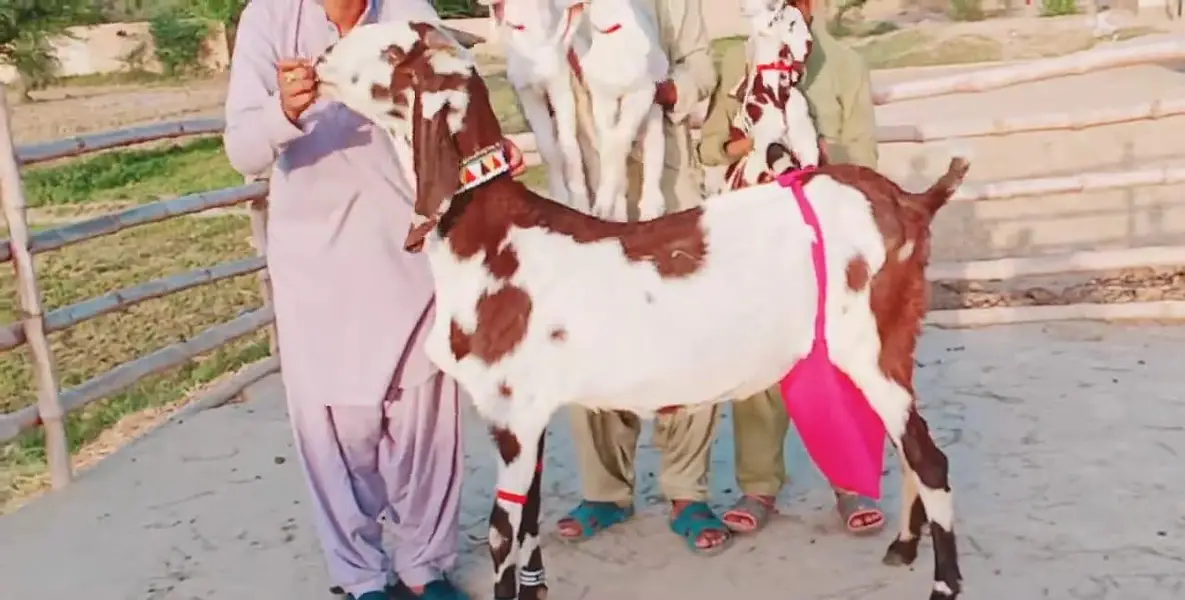 dasi Bakri 3 bacchon ke sath for sale WhatsApp number,0322,8067,847 — photo 4