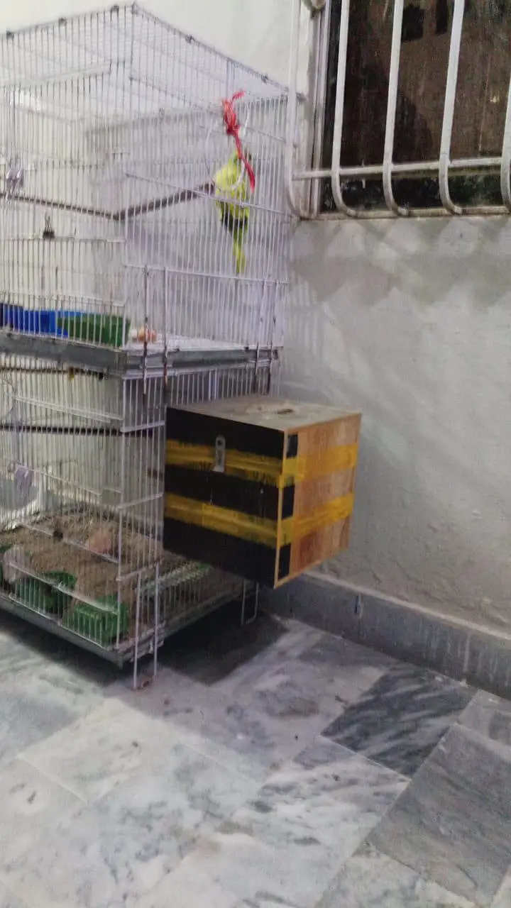 Bird cage — photo 2