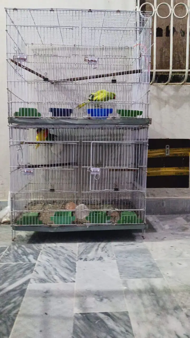 Bird cage — photo 3