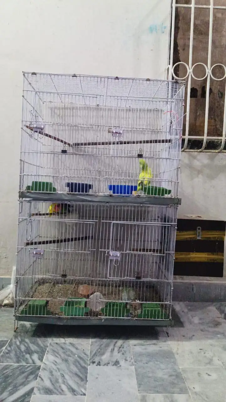 Bird cage — photo 5
