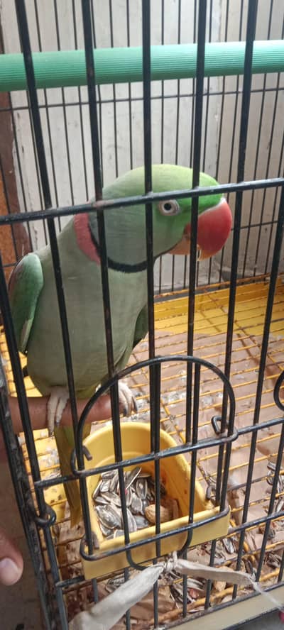 Raw Parrot long tail . . . finger per bh ata hai. . . talking bh karta hai.