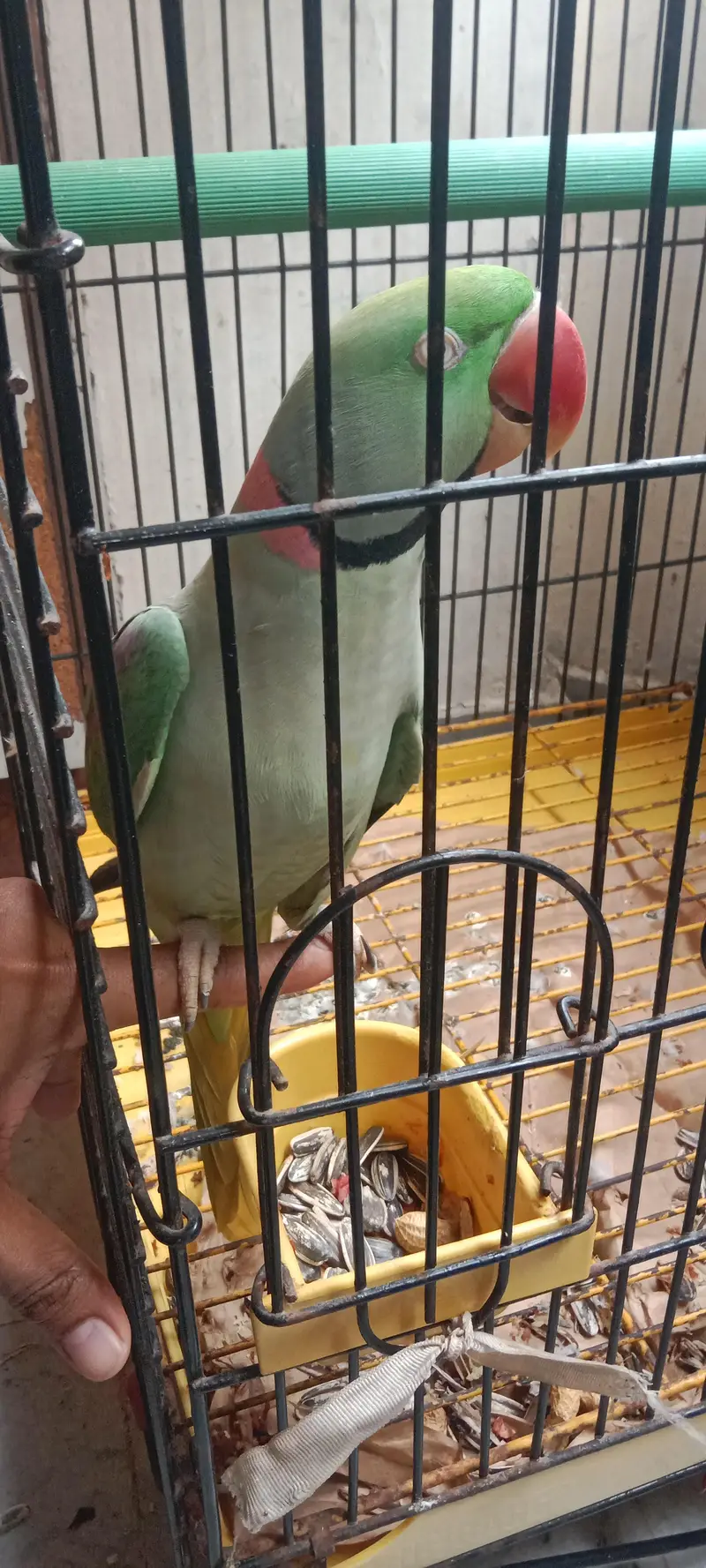 Raw Parrot long tail . . . finger per bh ata hai. . . talking bh karta hai. — photo 2