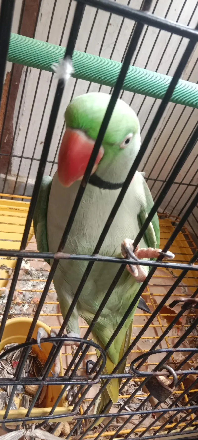 Raw Parrot long tail . . . finger per bh ata hai. . . talking bh karta hai. — photo 3