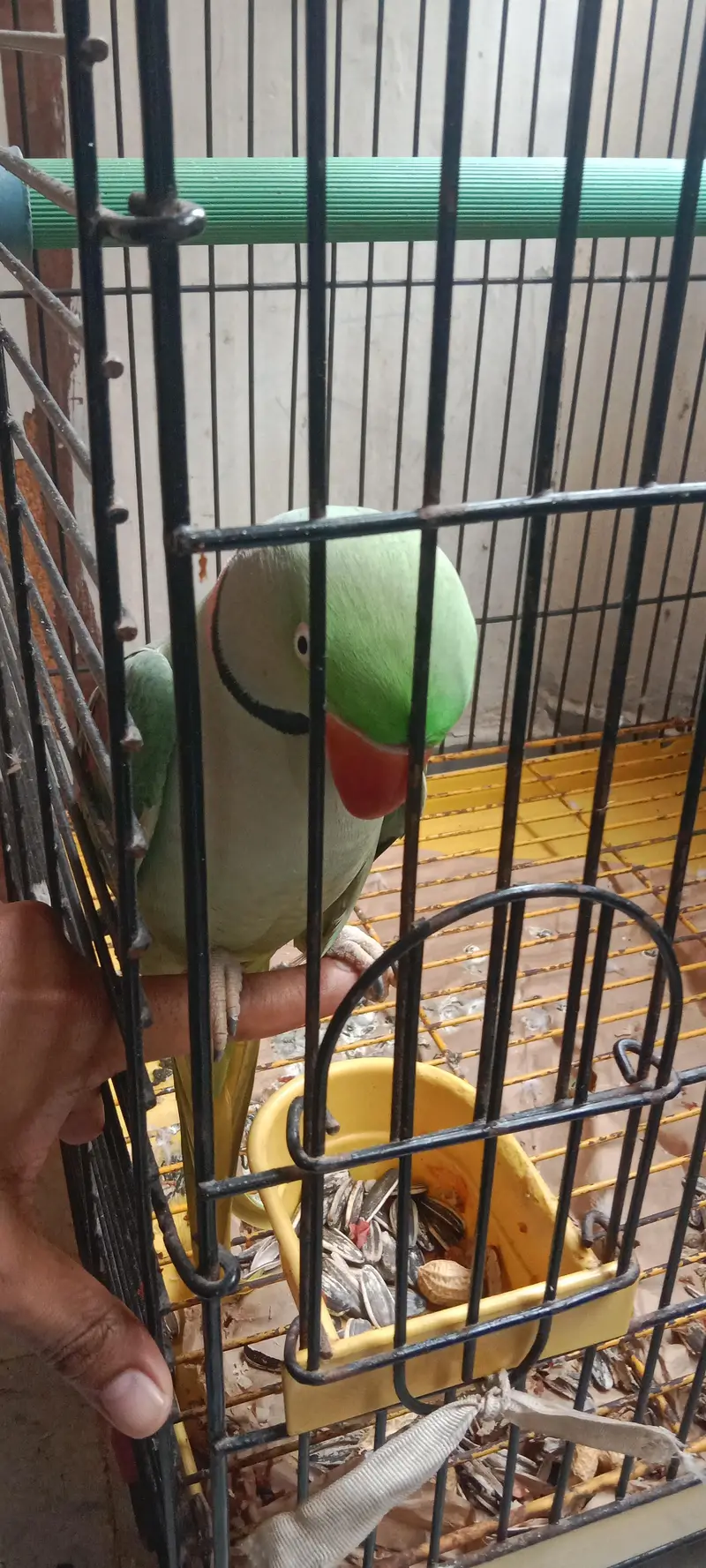 Raw Parrot long tail . . . finger per bh ata hai. . . talking bh karta hai. — photo 4