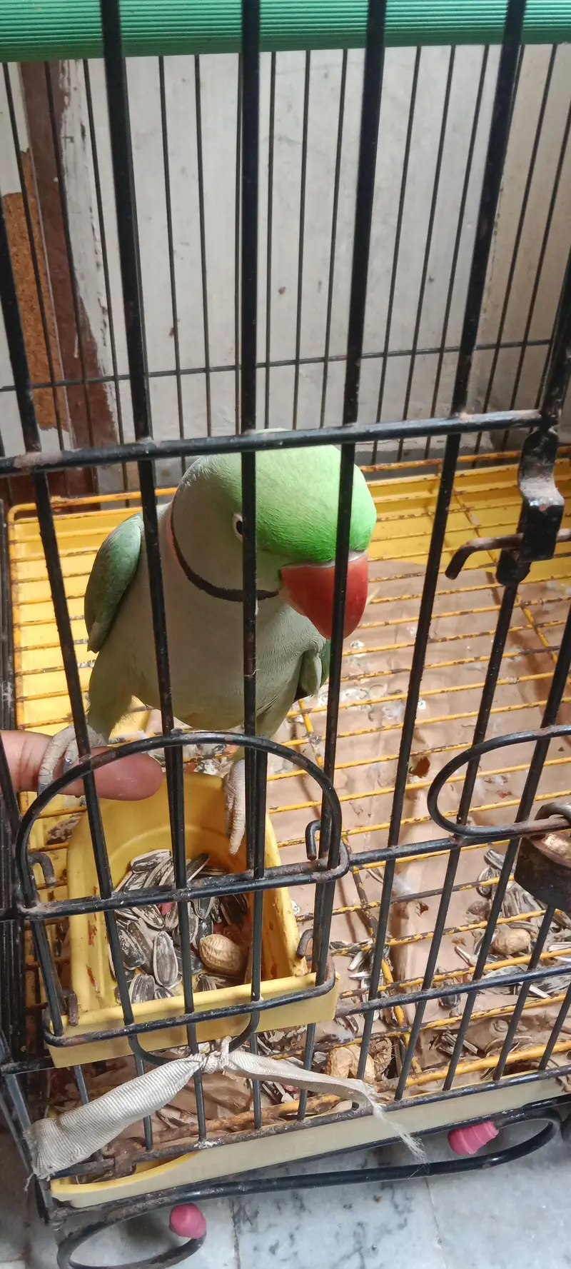 Raw Parrot long tail . . . finger per bh ata hai. . . talking bh karta hai. — photo 5