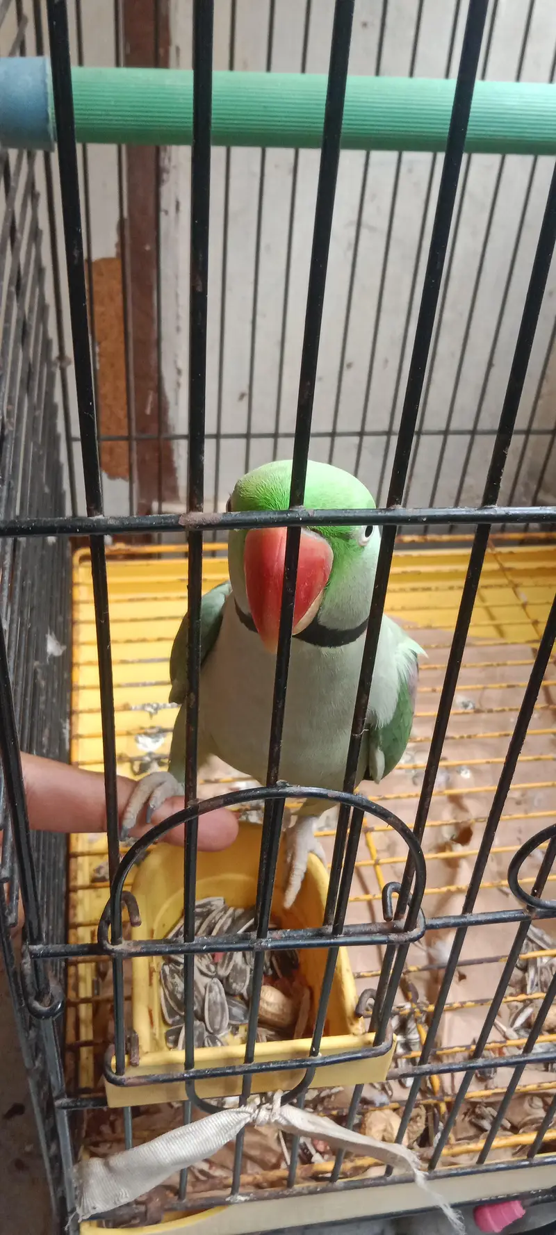 Raw Parrot long tail . . . finger per bh ata hai. . . talking bh karta hai. — photo 6