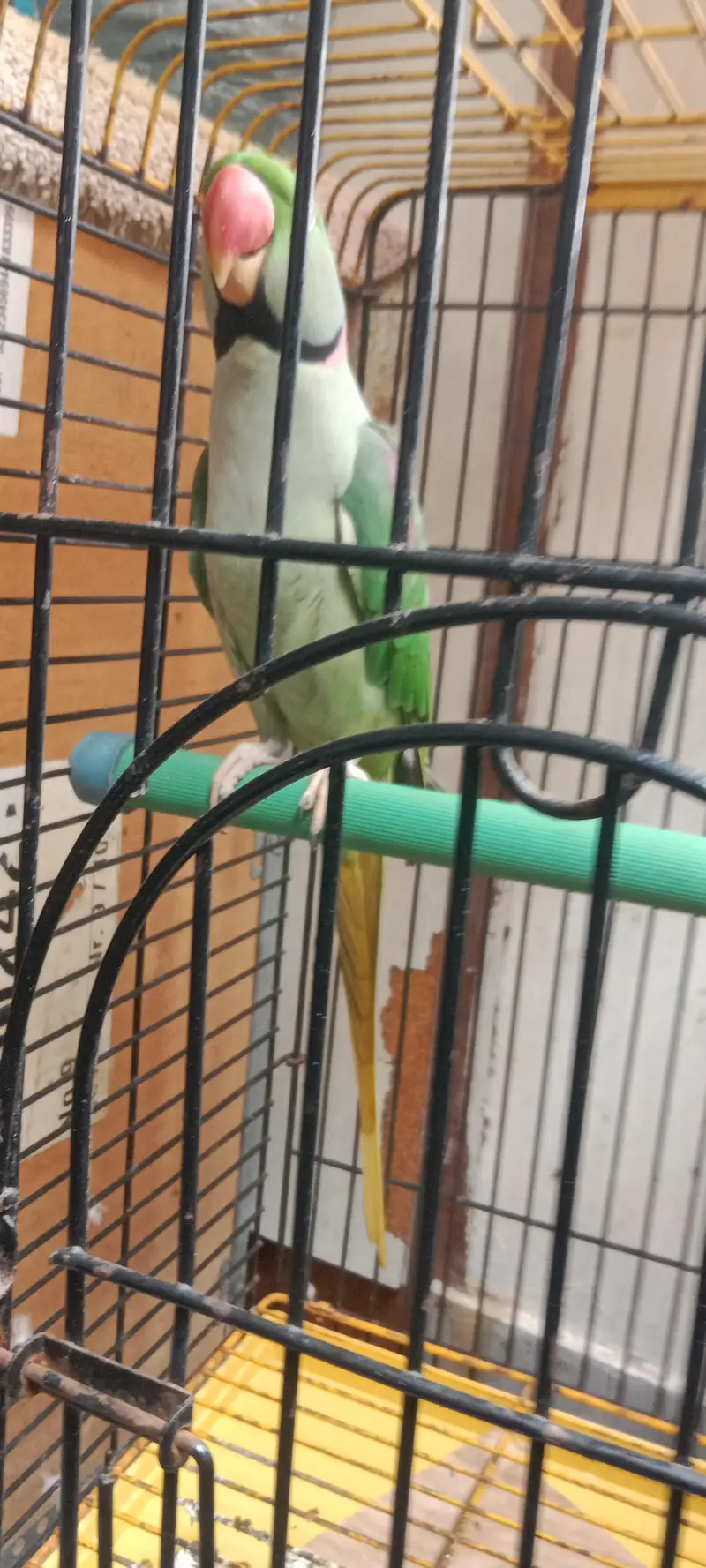 Raw Parrot long tail . . . finger per bh ata hai. . . talking bh karta hai. — photo 7