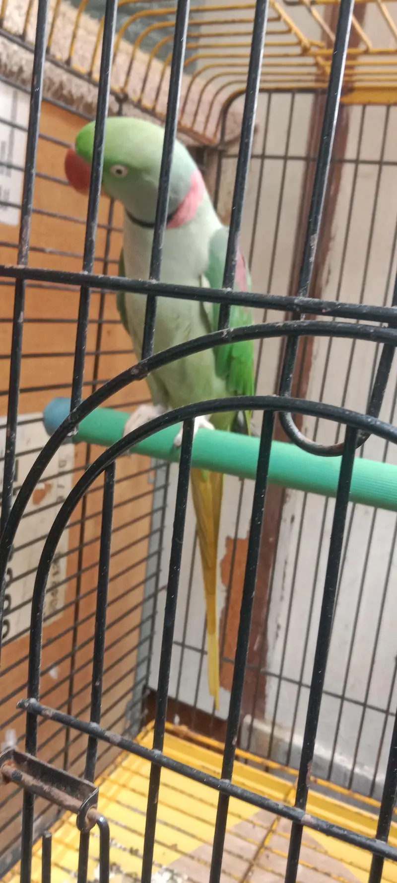 Raw Parrot long tail . . . finger per bh ata hai. . . talking bh karta hai. — photo 8