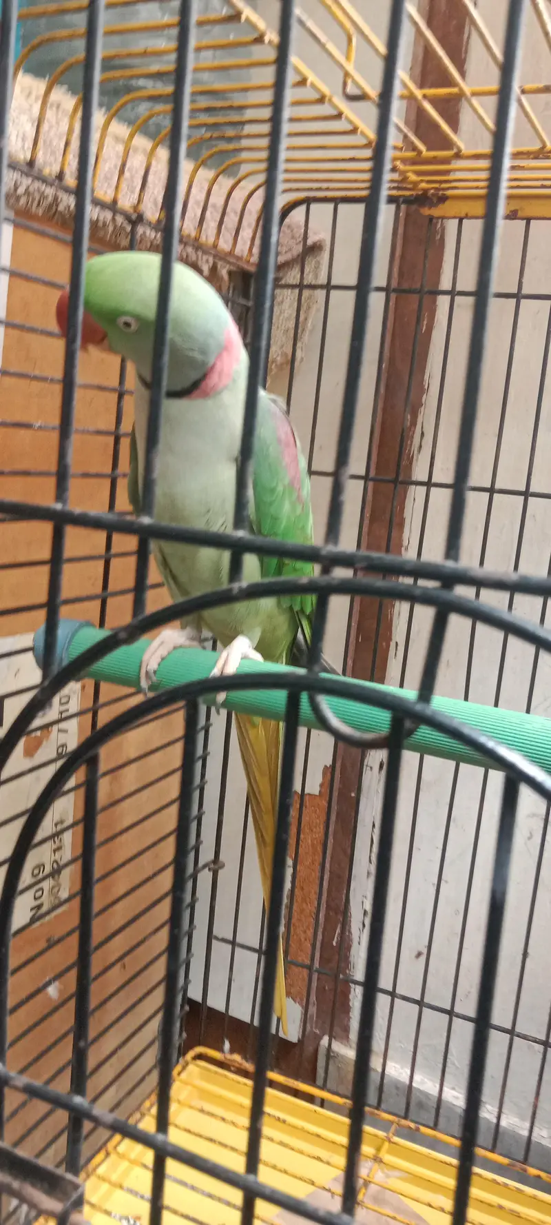 Raw Parrot long tail . . . finger per bh ata hai. . . talking bh karta hai. — photo 9