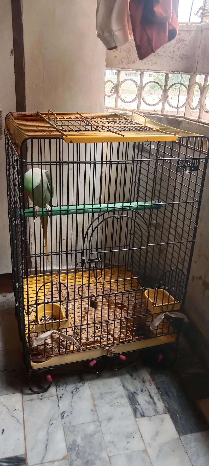 Raw Parrot long tail . . . finger per bh ata hai. . . talking bh karta hai. — photo 10
