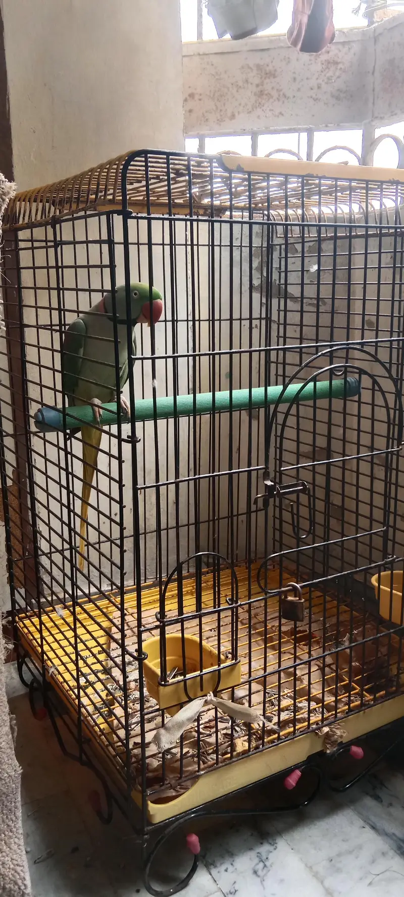 Raw Parrot long tail . . . finger per bh ata hai. . . talking bh karta hai. — photo 11