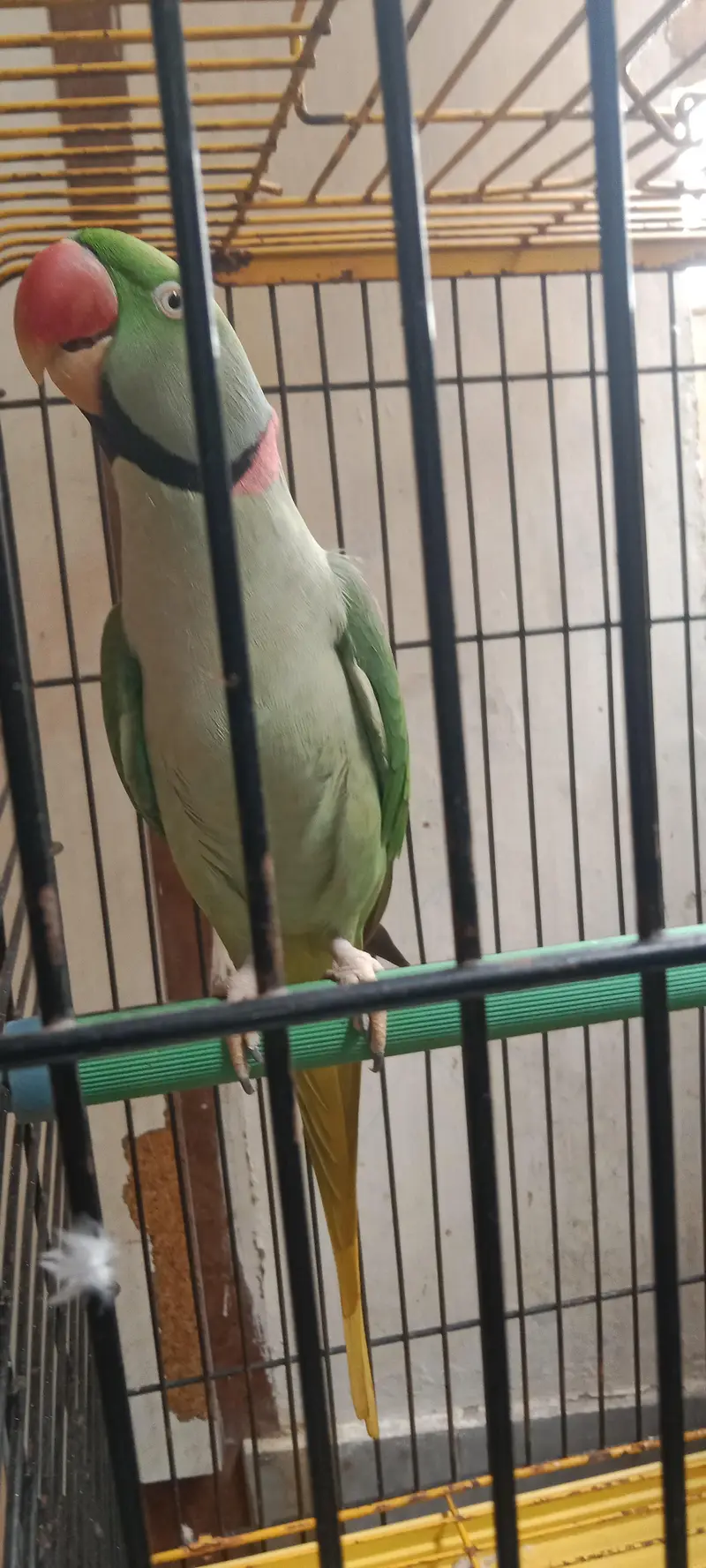 Raw Parrot long tail . . . finger per bh ata hai. . . talking bh karta hai. — photo 12