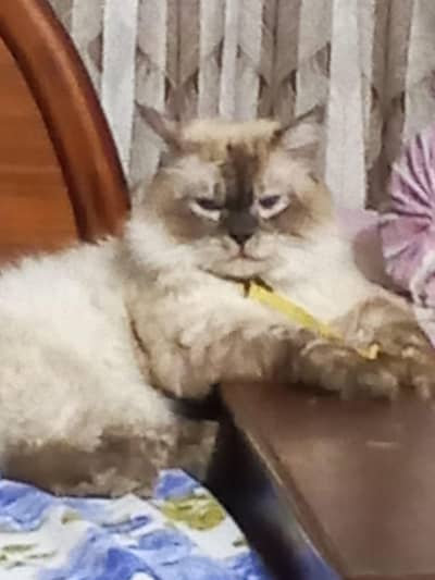 Rare Siamese Persian male cat
