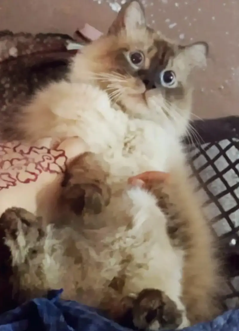 Rare Siamese Persian male cat — photo 2