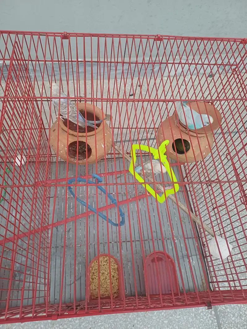 Beautiful Australian birds for Sale  with Big Cage — photo 2