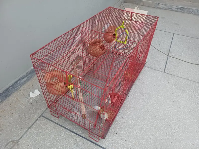 Beautiful Australian birds for Sale  with Big Cage — photo 4