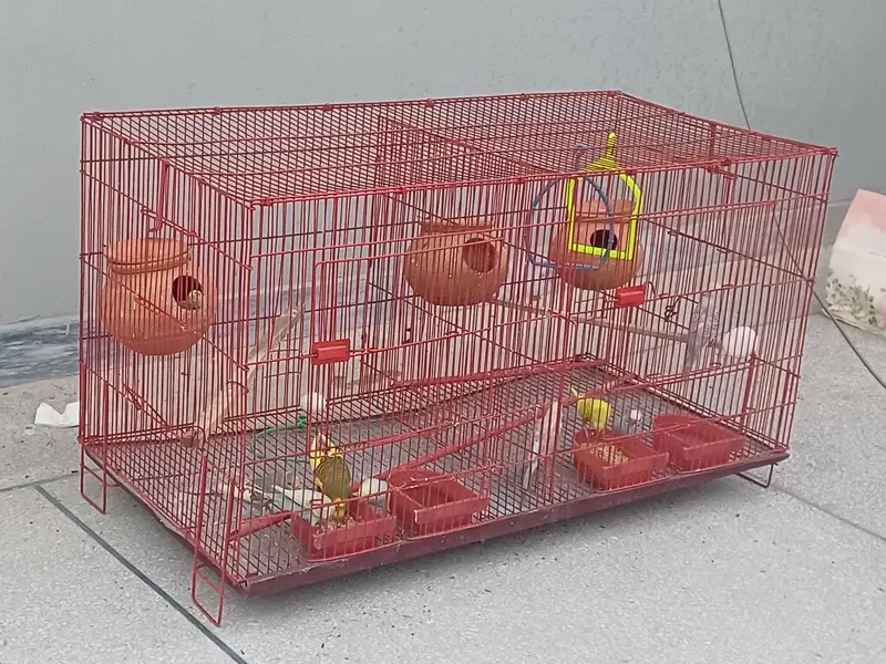 Beautiful Australian birds for Sale  with Big Cage — photo 5