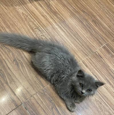 Persian kittens Triple coated for sale