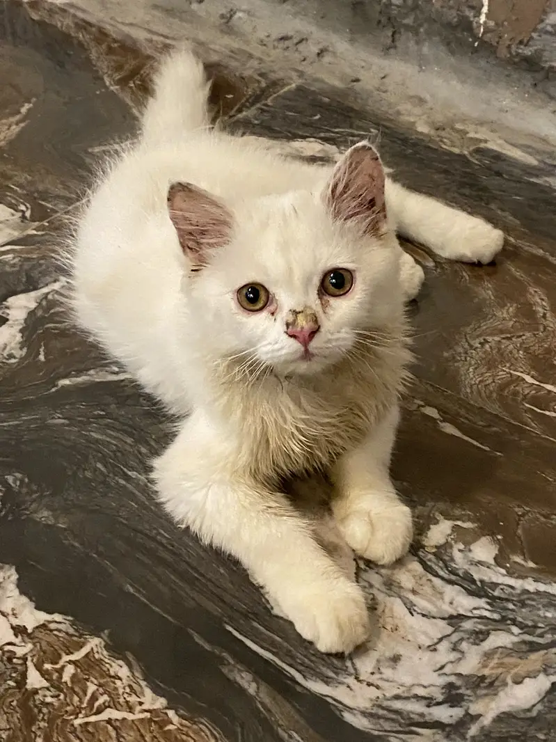 Persian kittens Triple coated for sale03058968293 — photo 2