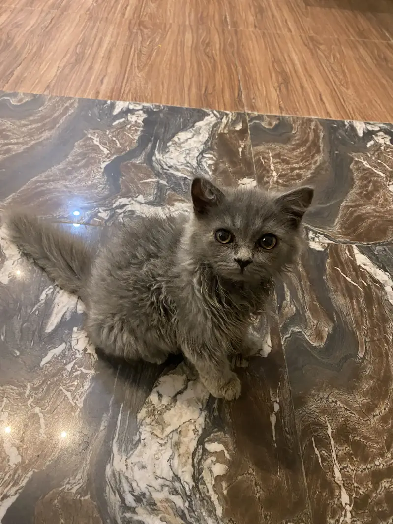 Persian kittens Triple coated for sale03058968293 — photo 3