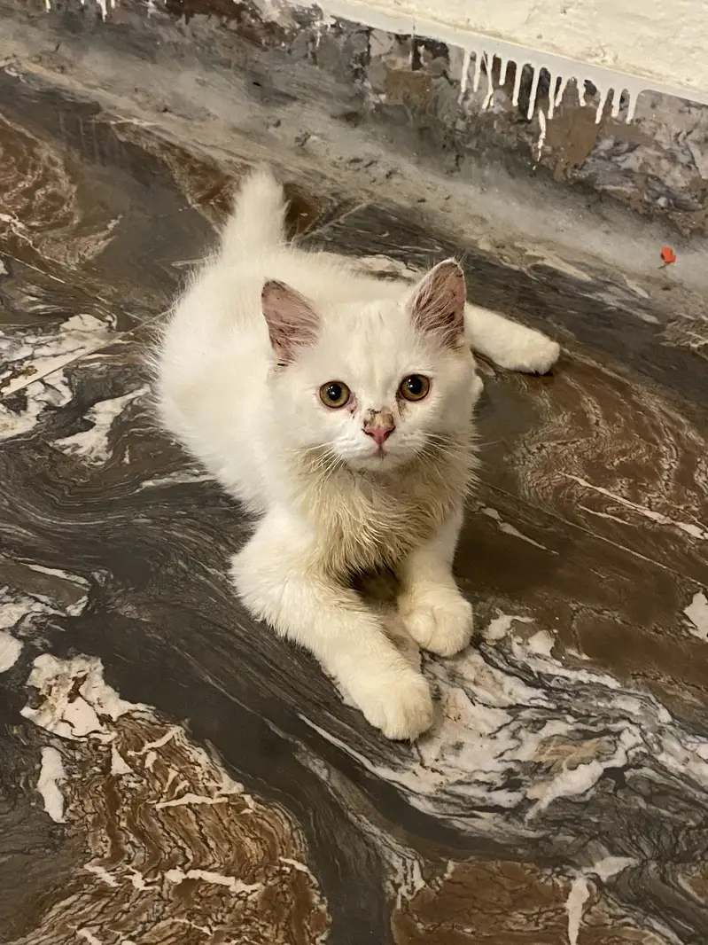 Persian kittens Triple coated for sale03058968293 — photo 4