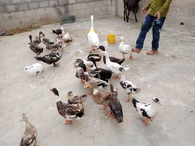ducks pair