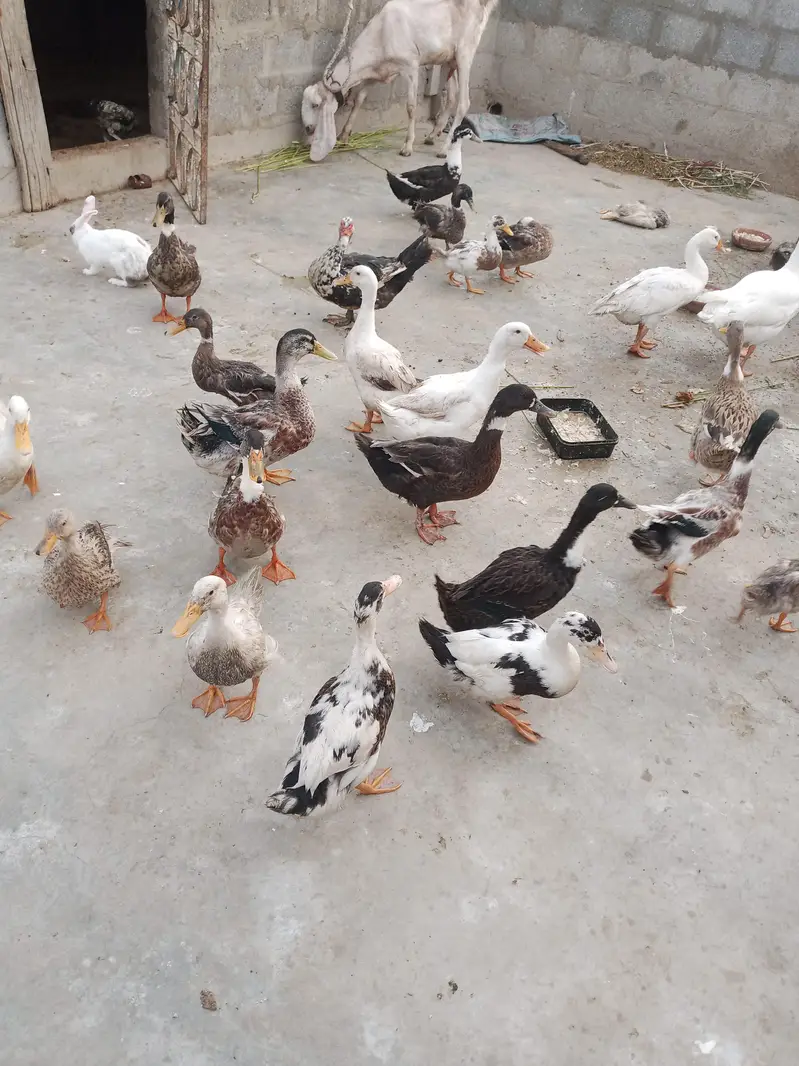 ducks pair — photo 2