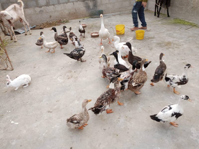ducks pair 2