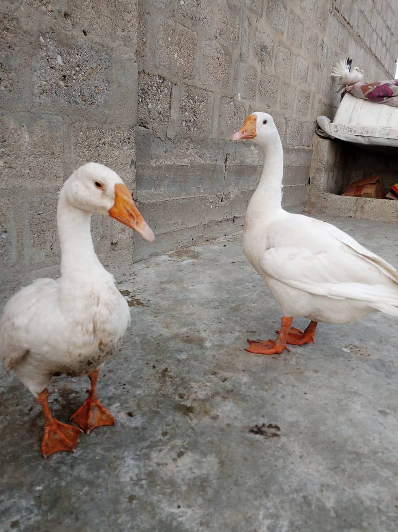 ducks pair 3