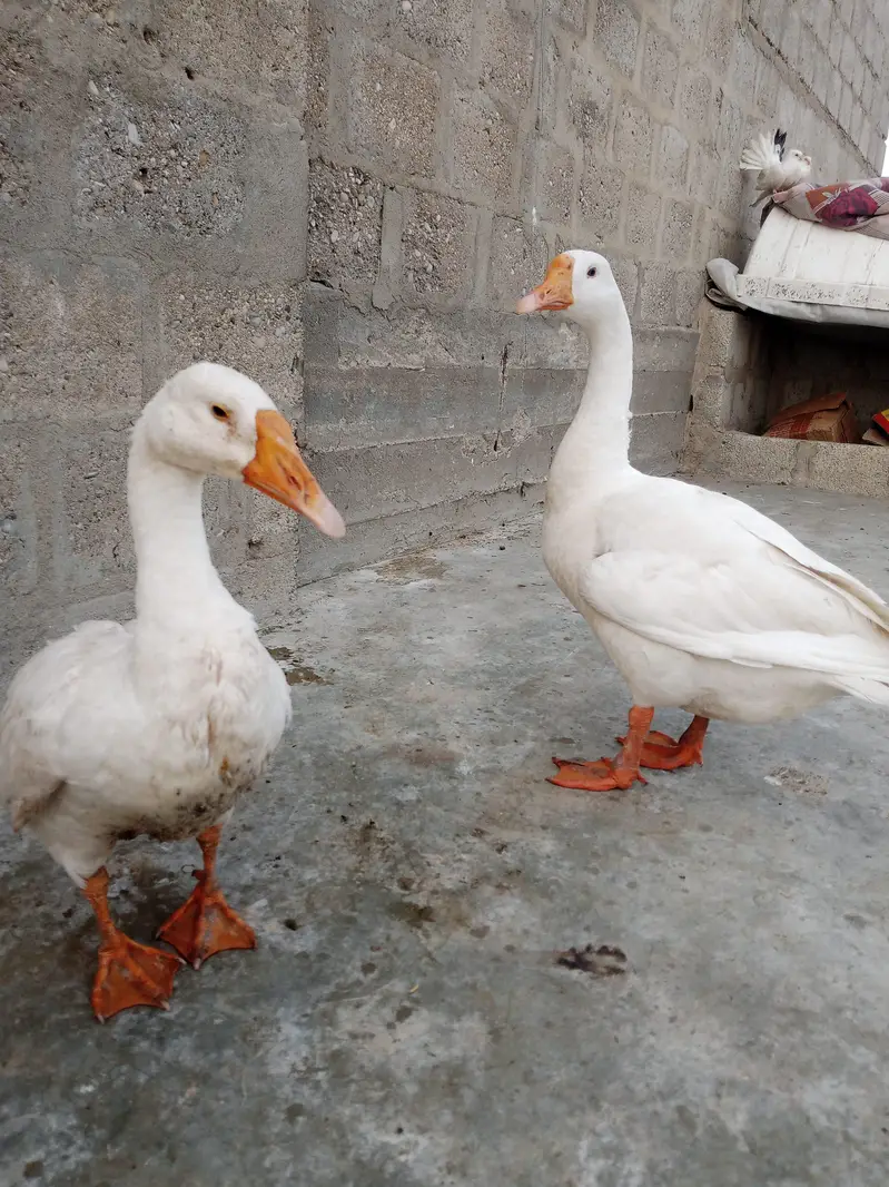 ducks pair — photo 4