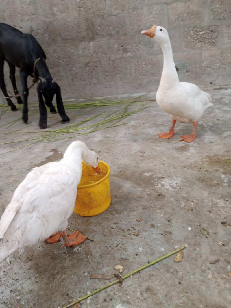 ducks pair 4