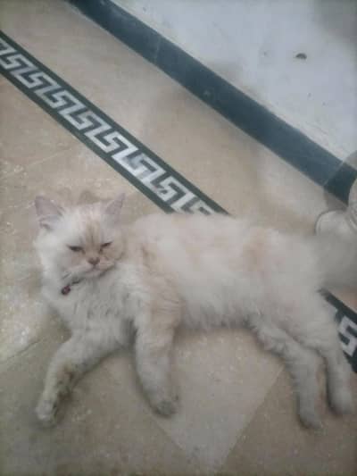 Persian white cate