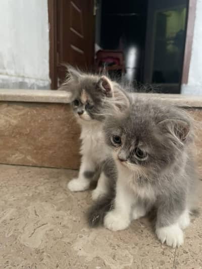 tripple coat calico persian kitten pair