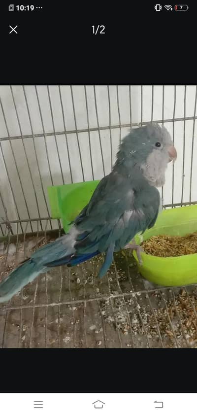 monk breader female & plumhead Wtp 03241858868