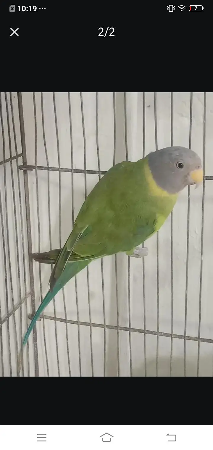 monk breader female & plumhead Wtp 03241858868 — photo 2