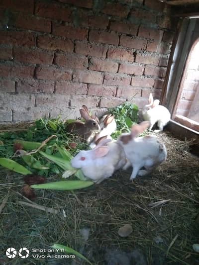7 Rabbits