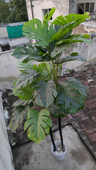 Premium Artificial Monstera Plant with Decorative White Port