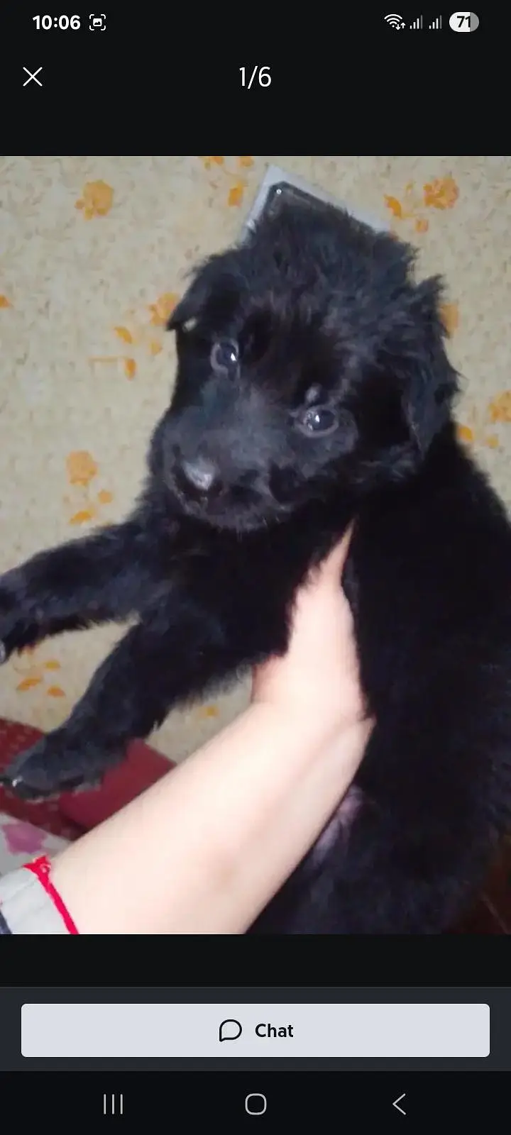Black German shepherd puppies