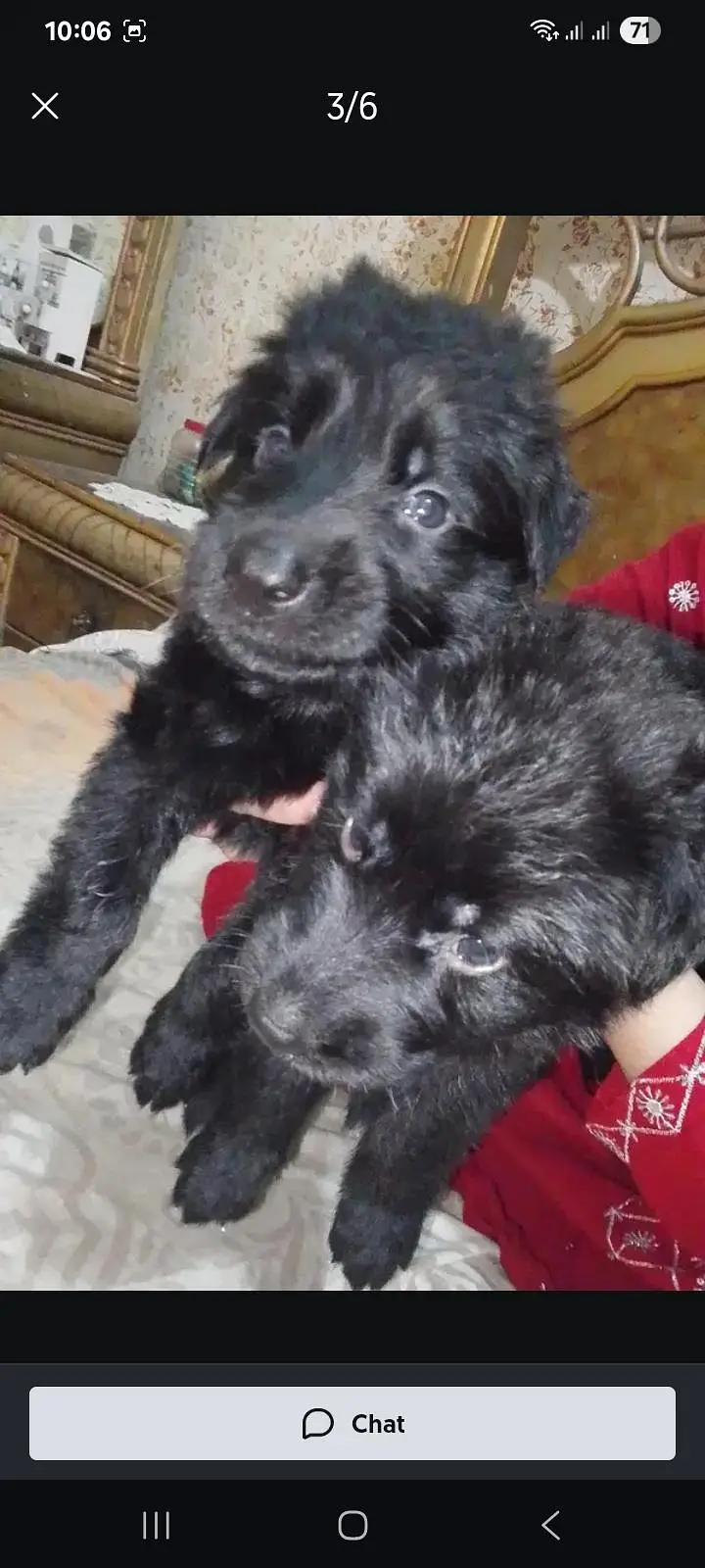 Black German shepherd puppies — photo 2