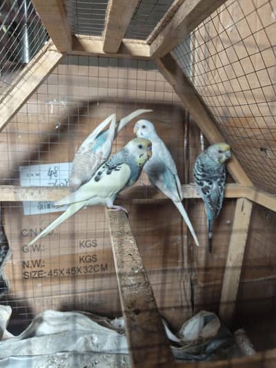 Australian Budgie pairs
